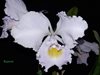 Cattleya schroederae